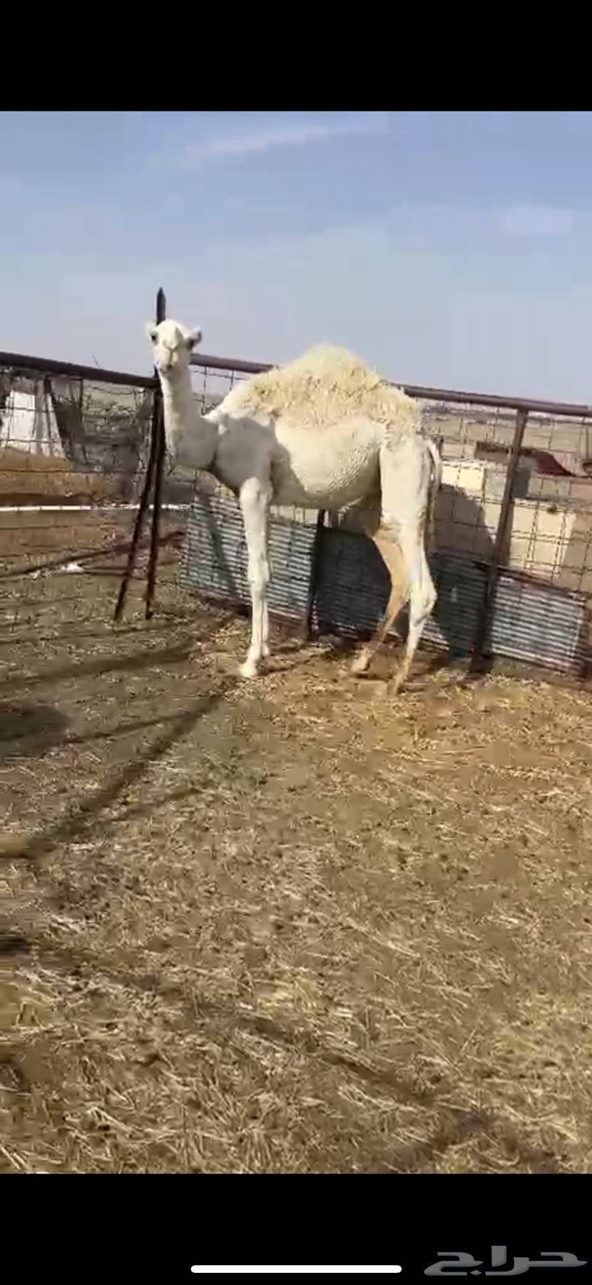 قعود للبيع64356602327810112