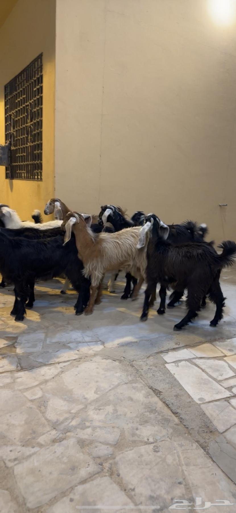 تيوس وجفار عوارض64360666808449111