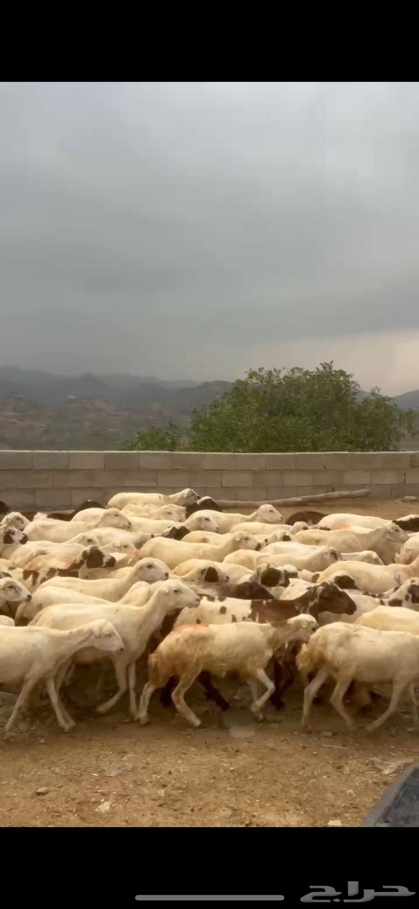 ضان بلدي تسرح الجبال وصحتها جيده عدد 130 وتحتها 28 مواليد64351472128386110