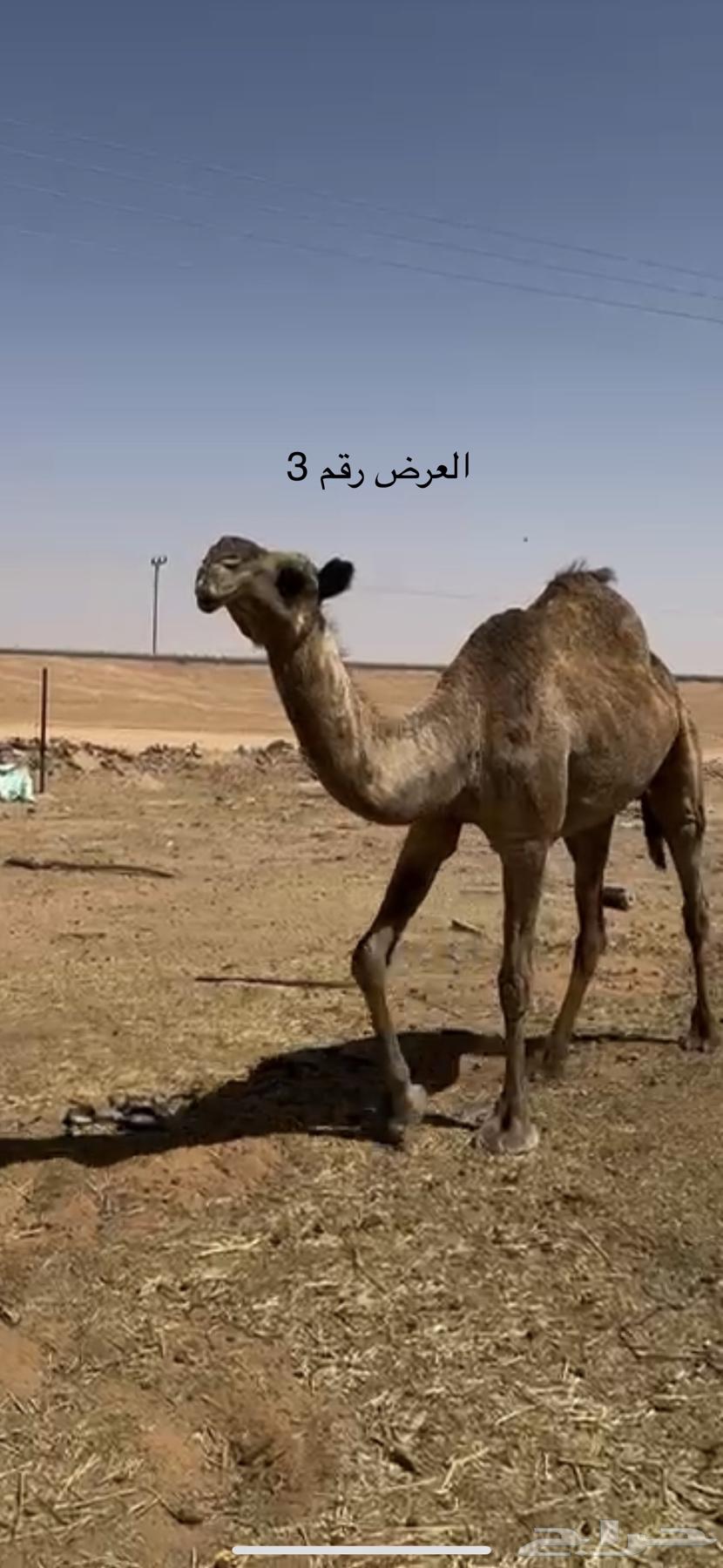 نياق صفر64361356151043114