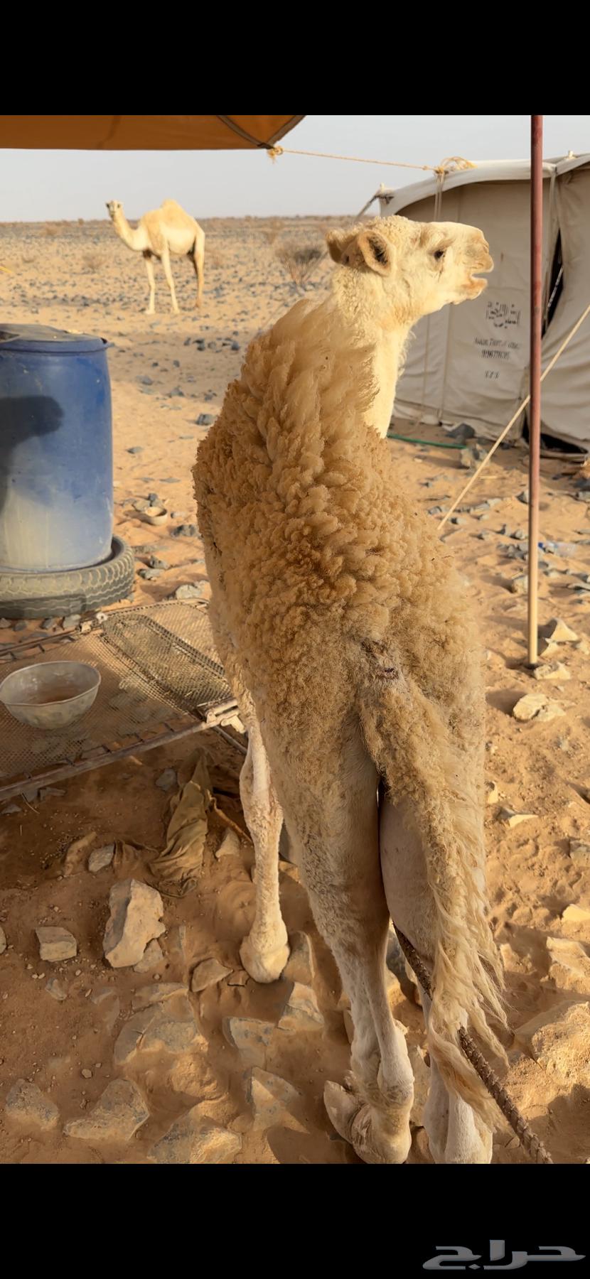 قعود للبيع64359518142337111