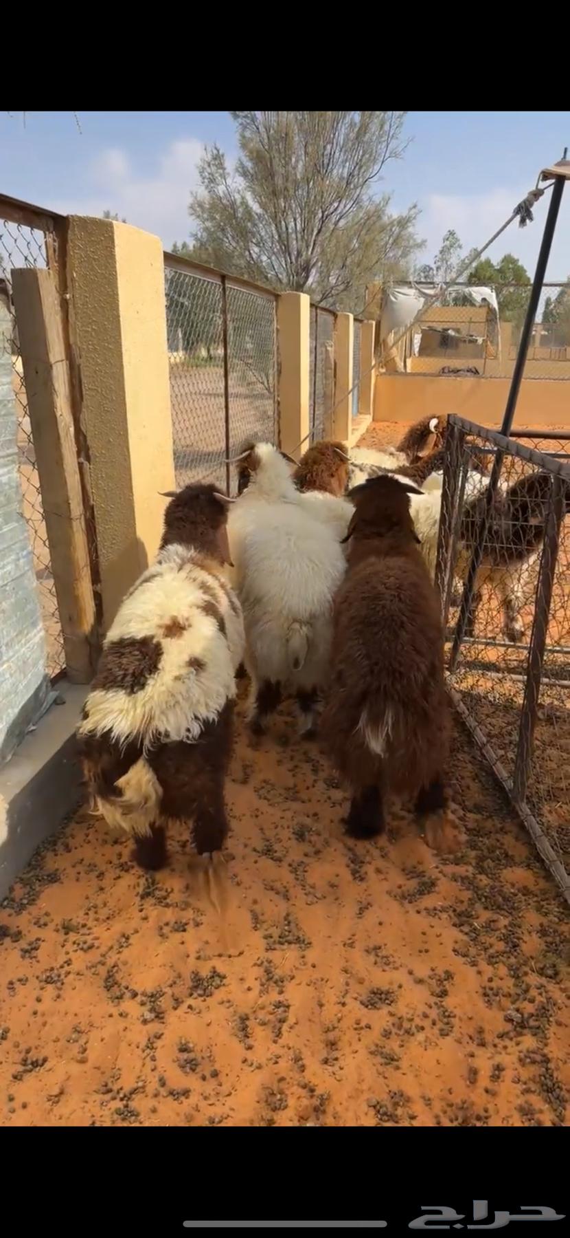 خرفان نعيييم فاخره( تم البيع )64352958200707112