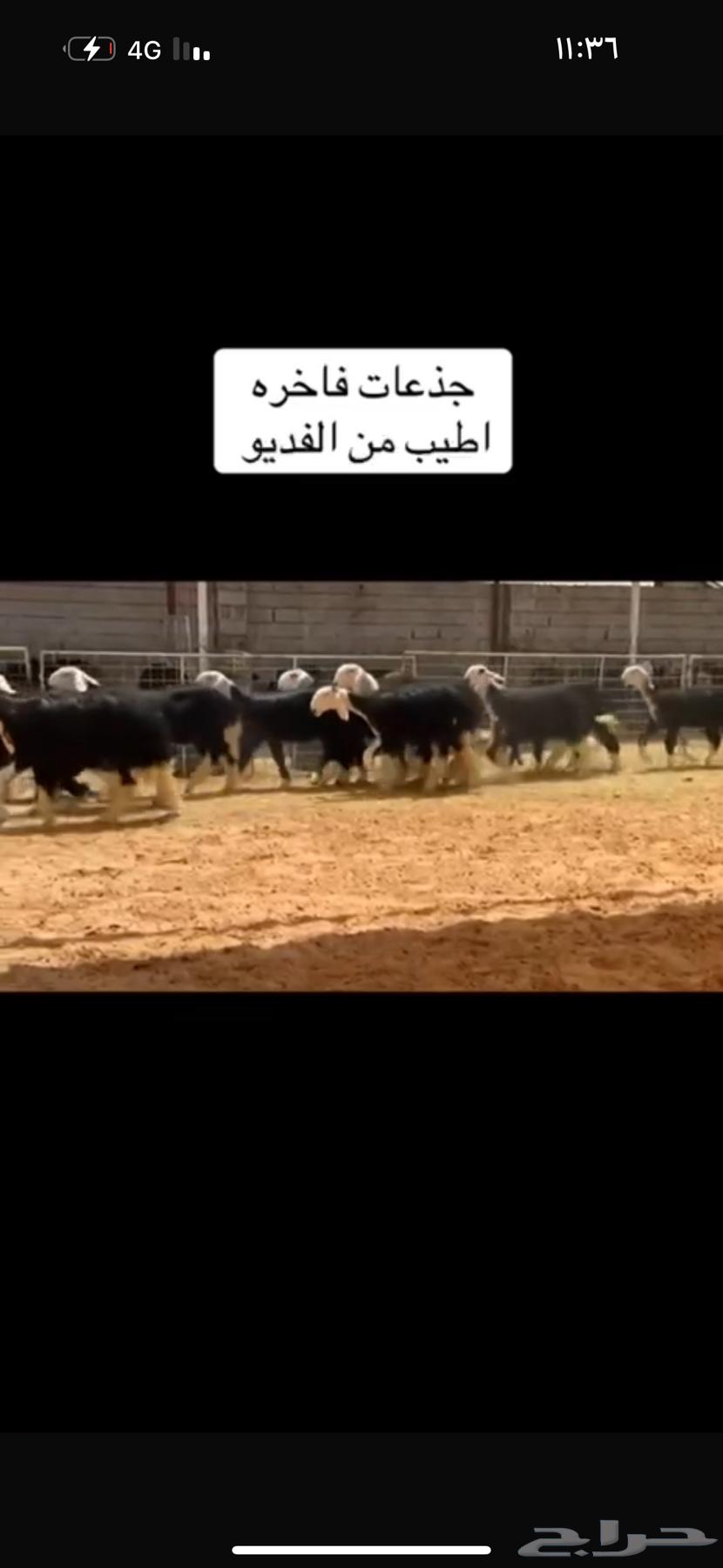عرض بيع رخال جذعات64353692075906113