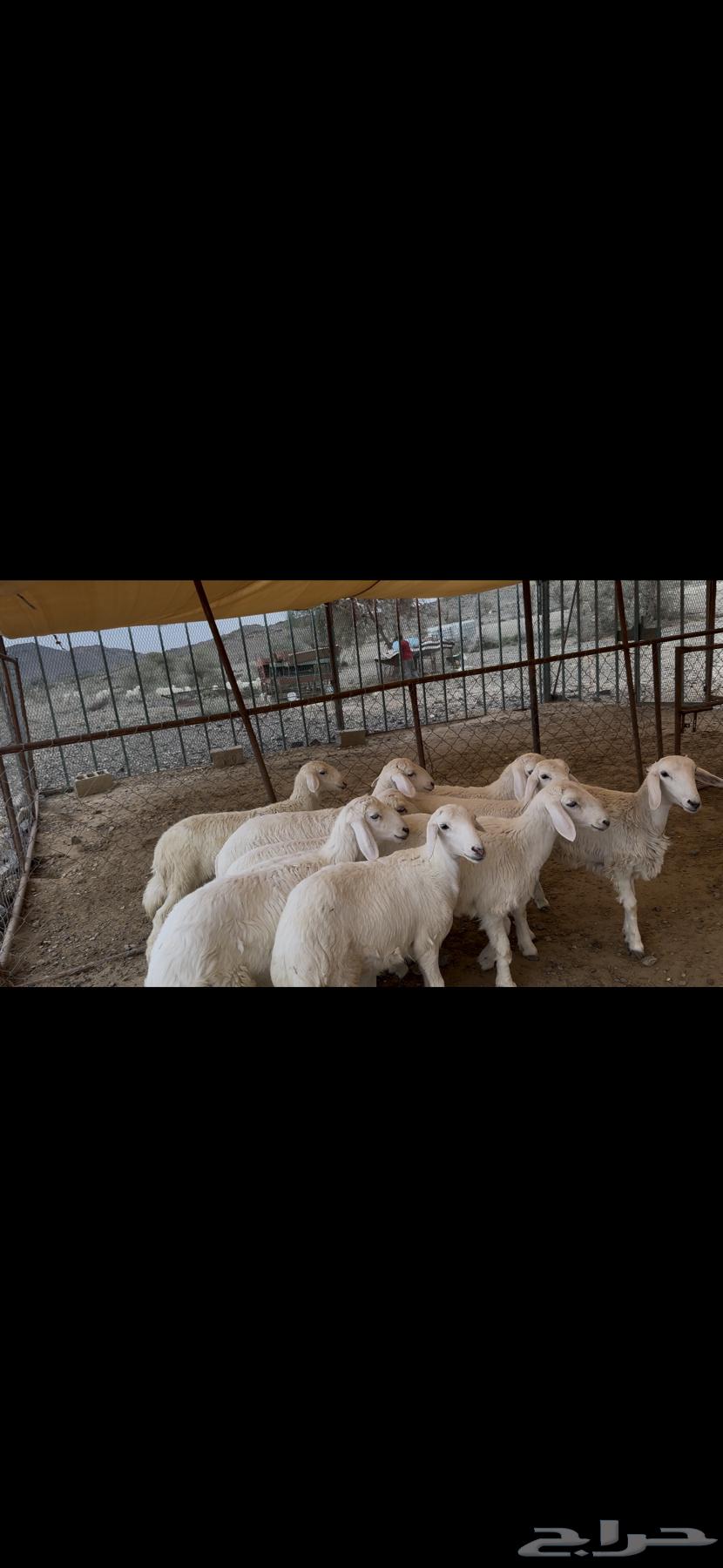 10من الرخال للبيع64354385077122112