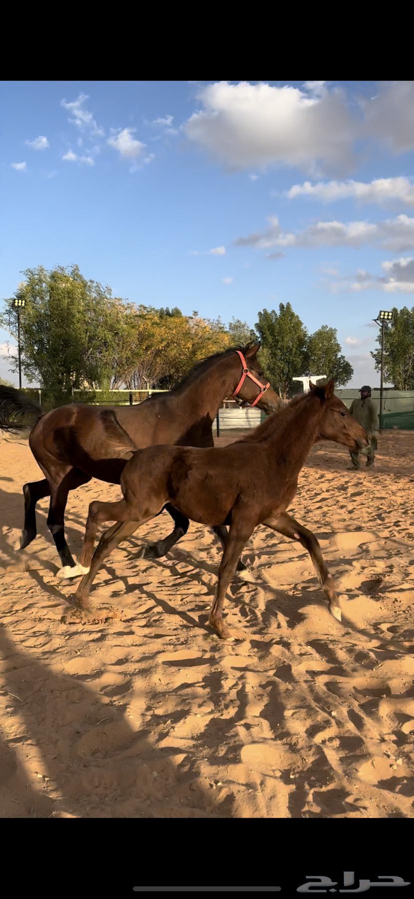 فرش شعبيه شيخه مع مهر شيخ64362059958145110