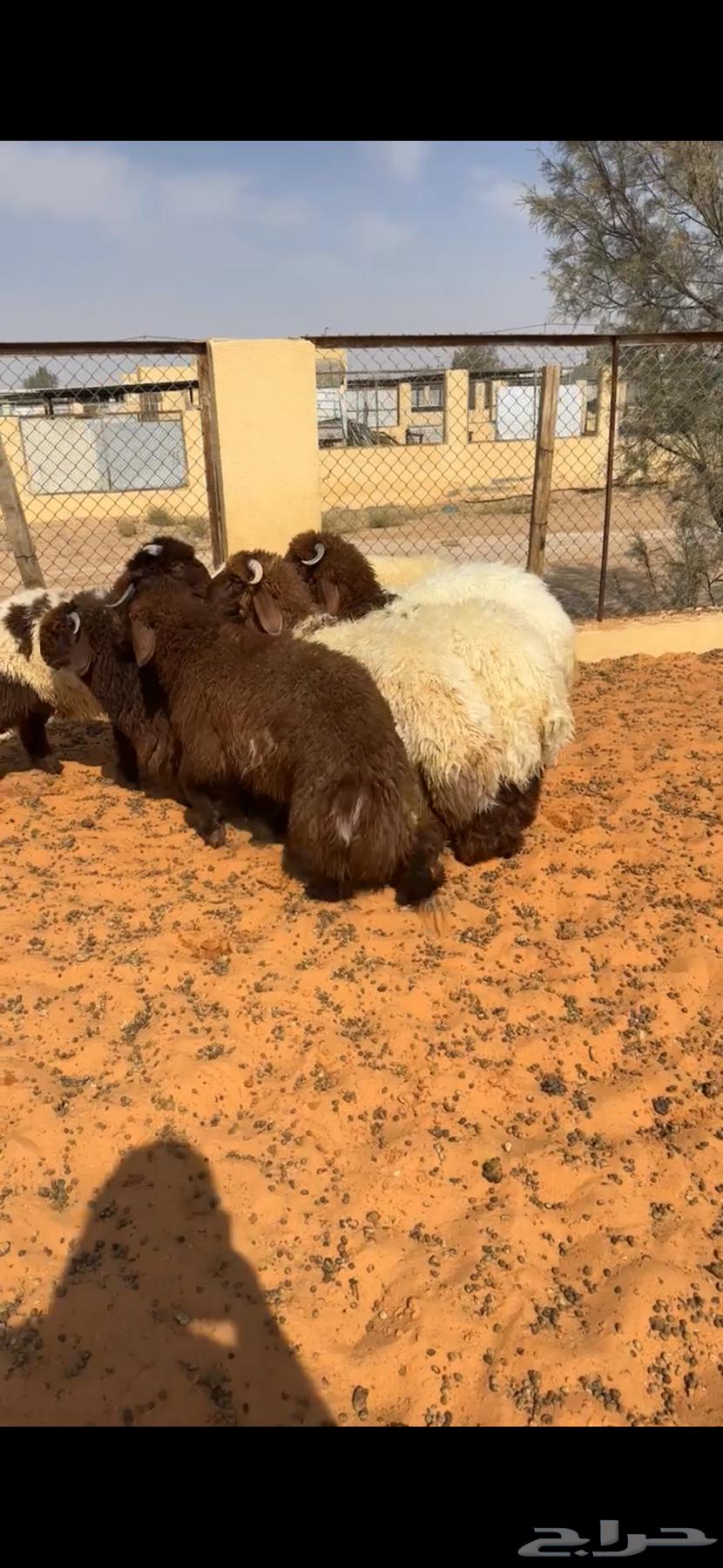 خرفان نعيييم فاخره( تم البيع )64352958200707111