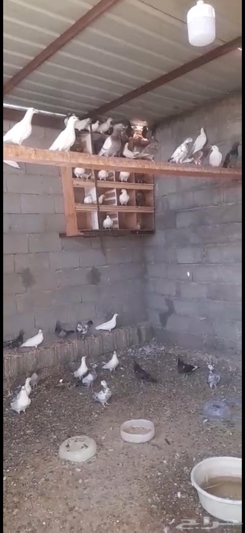 حمام للبيع أكثر من 20 جوز64359561356930111