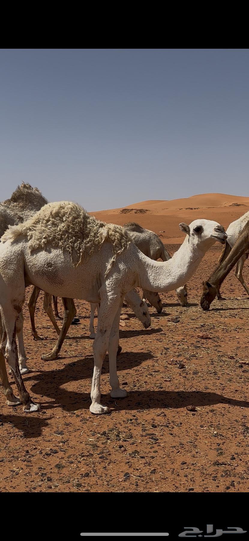 قعود اوضح وبكره شقحا طيبات للبيع64353453375875112