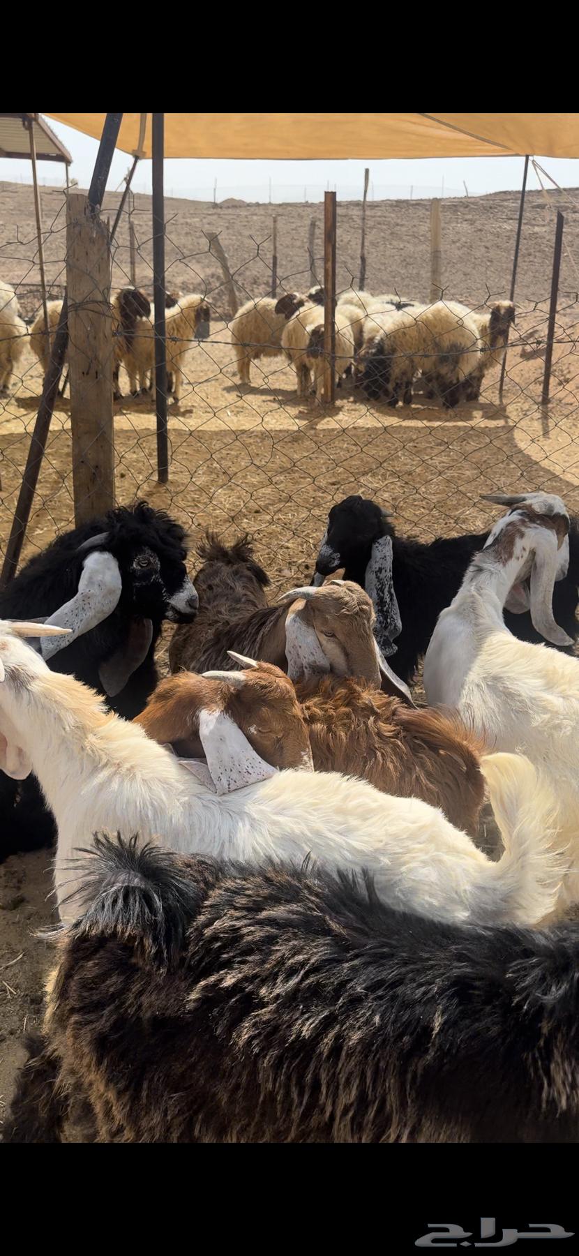 للبيع تيوس عوارض بلدي شرط64353423370114111