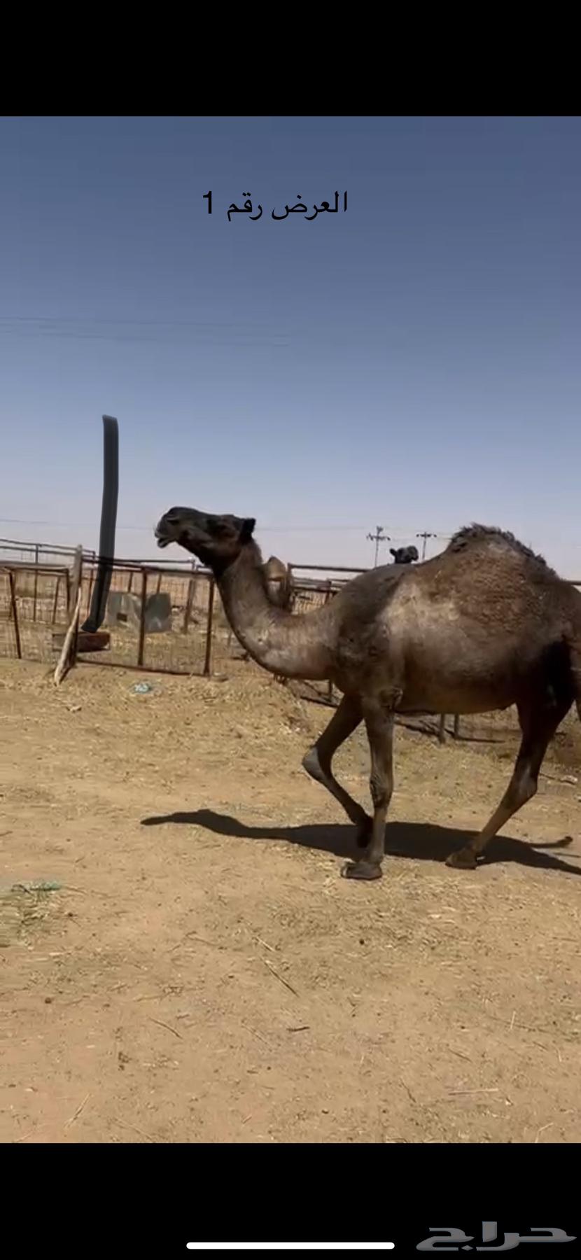 نياق صفر64361356151043110