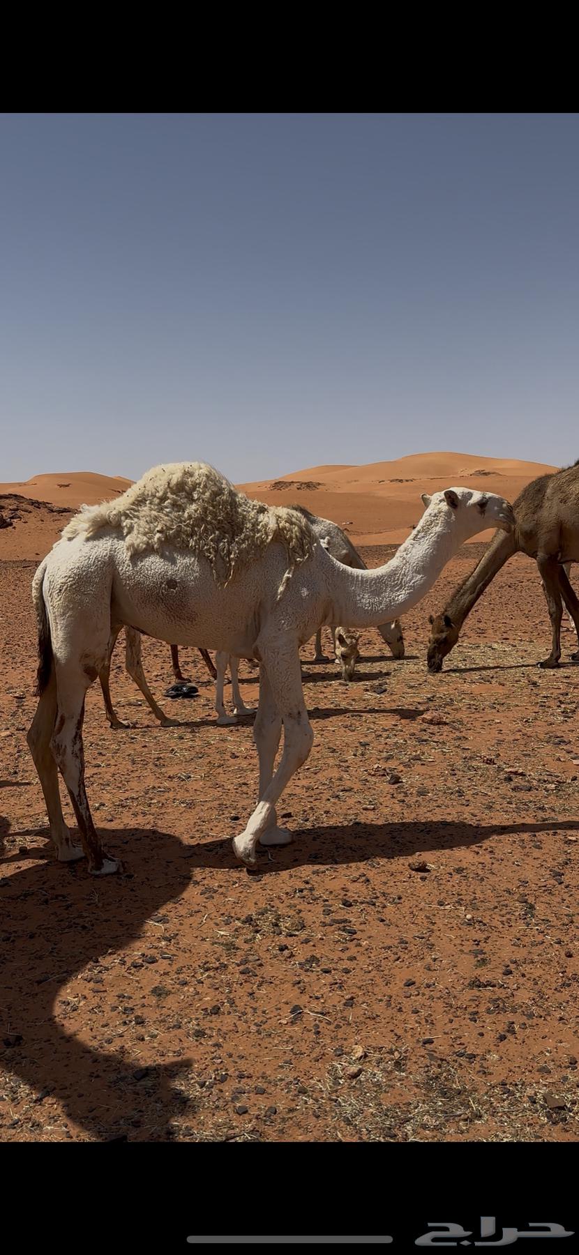 قعود اوضح وبكره شقحا طيبات للبيع64353453375875110