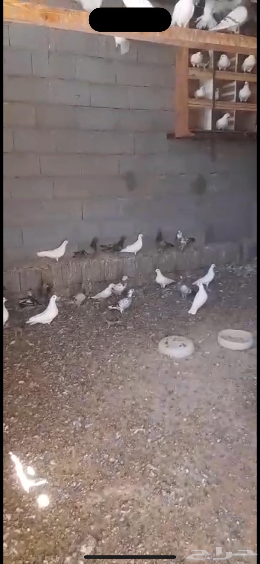 حمام للبيع أكثر من 20 جوز64359561356930110