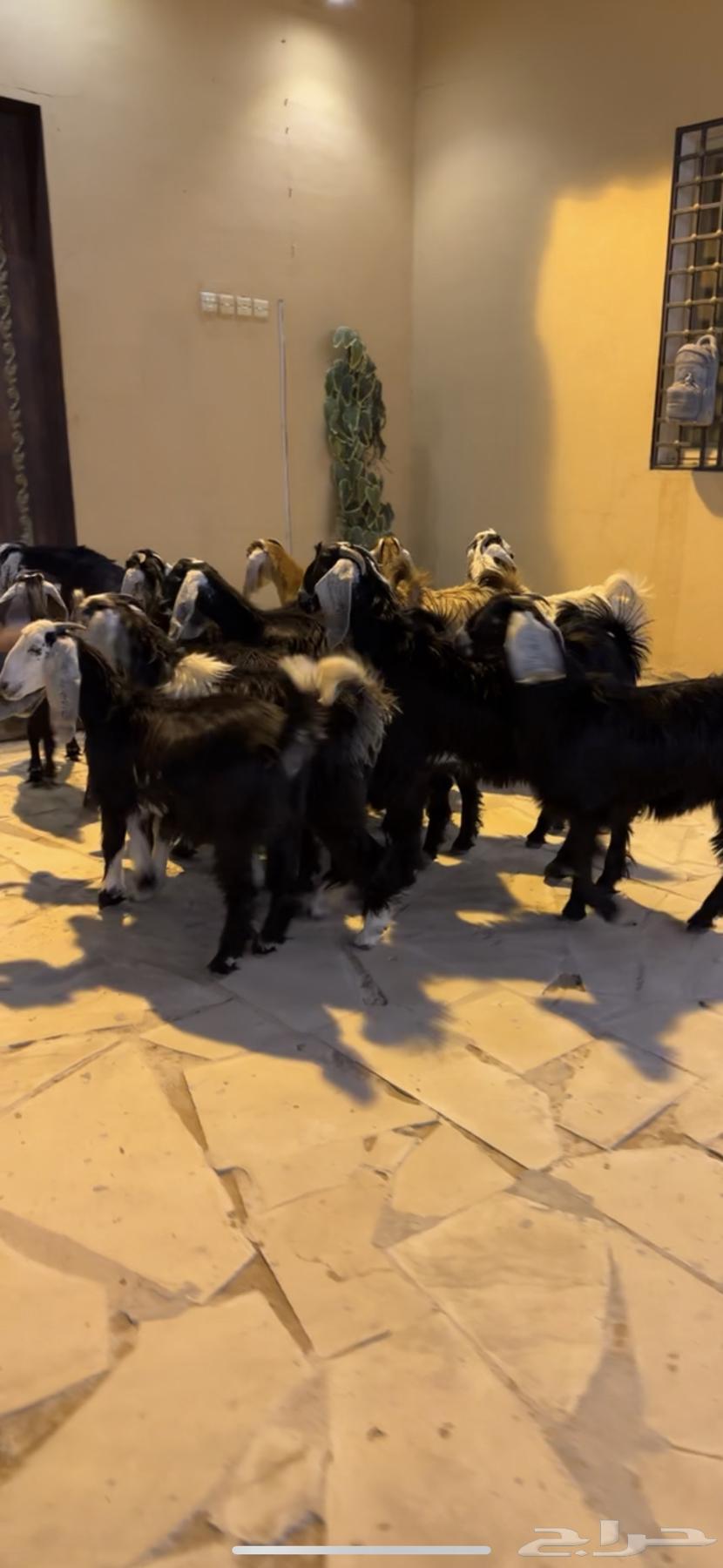 تيوس وجفار عوارض64360666808449110