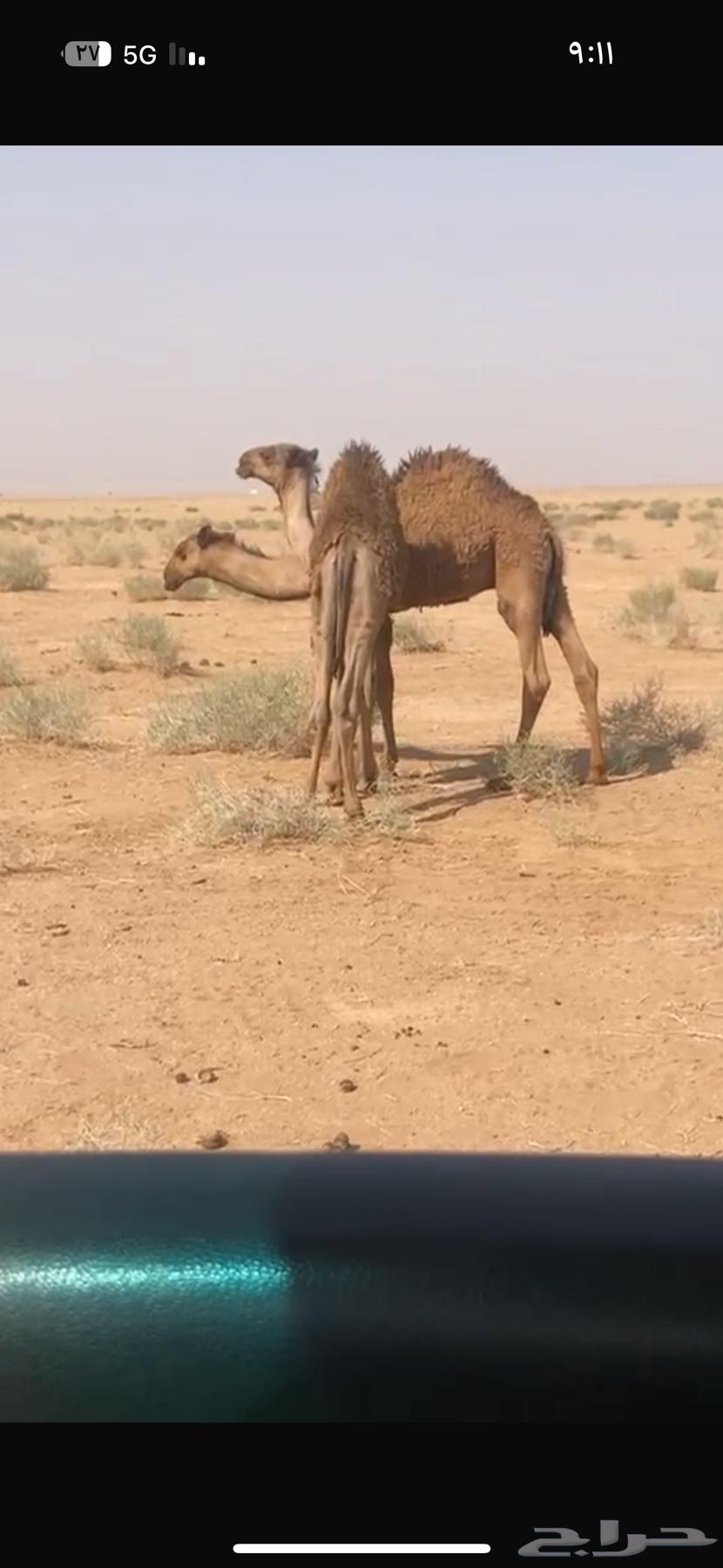 للبيع قعودين فاخرات64352489707777110