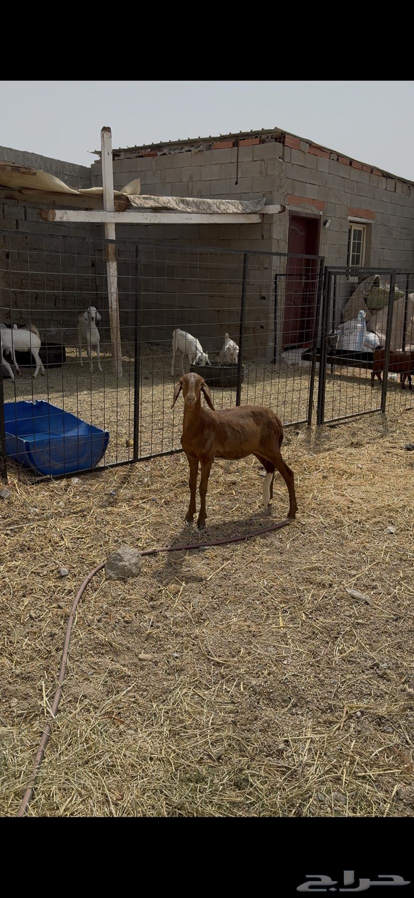 رخله سواكني مولدة64358440095105110