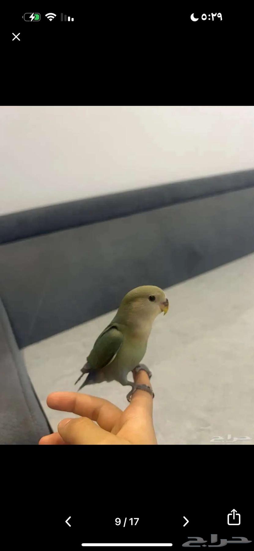 Bird of the day64357777206913113