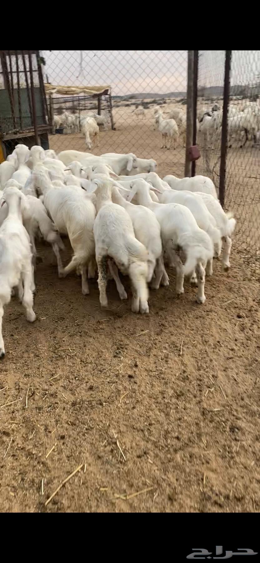 بهم للبيع شعره وطرف64360183540609114