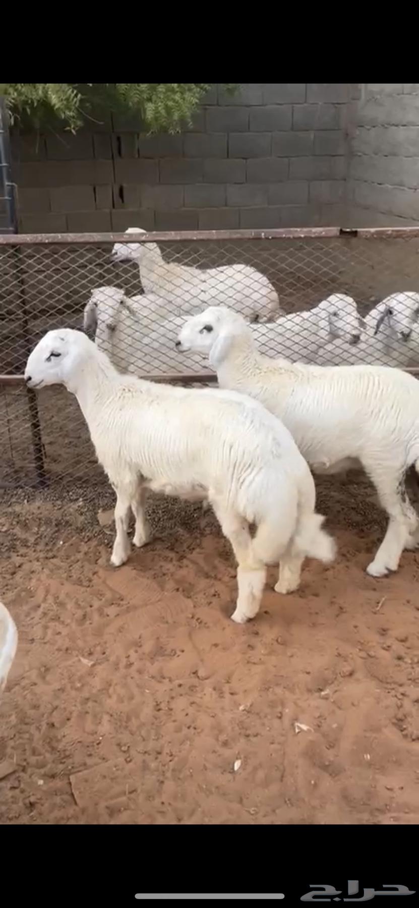 خروفين حري64360681860867111