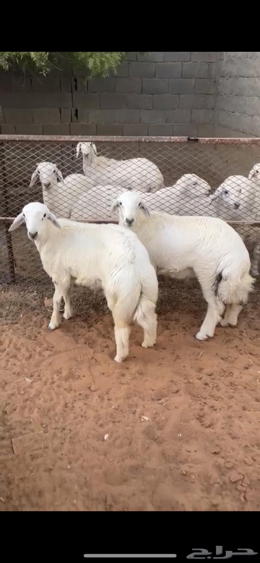 خروفين حري64360681860867112