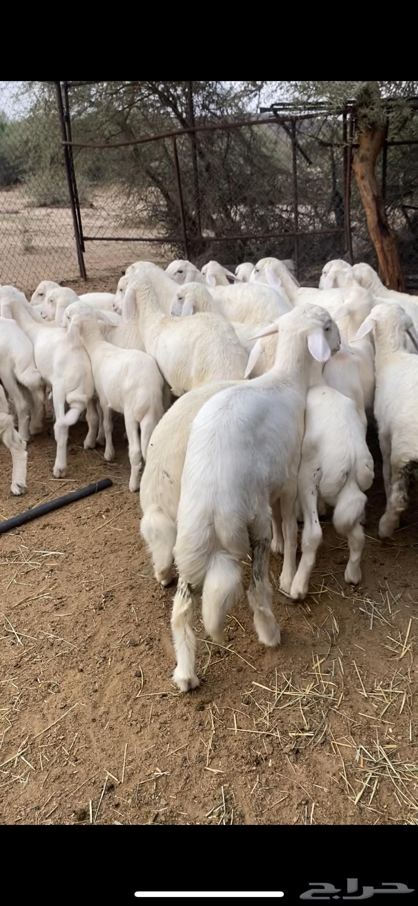 بهم للبيع شعره وطرف64360183540609110