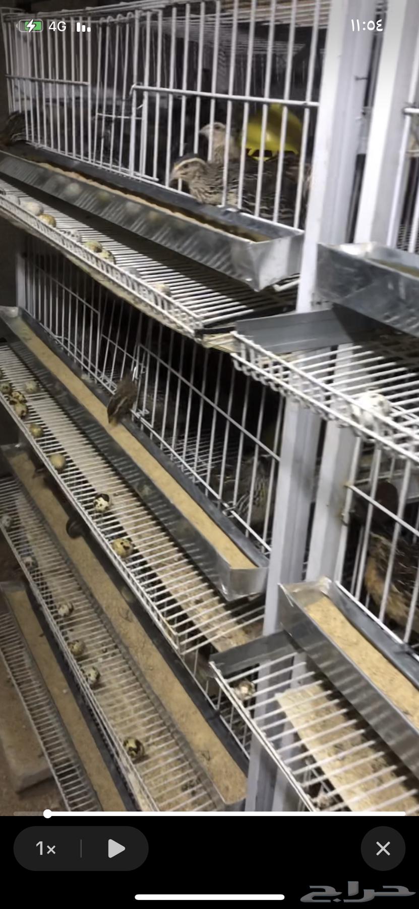 بيض سمان فري مريعي64353942555265112