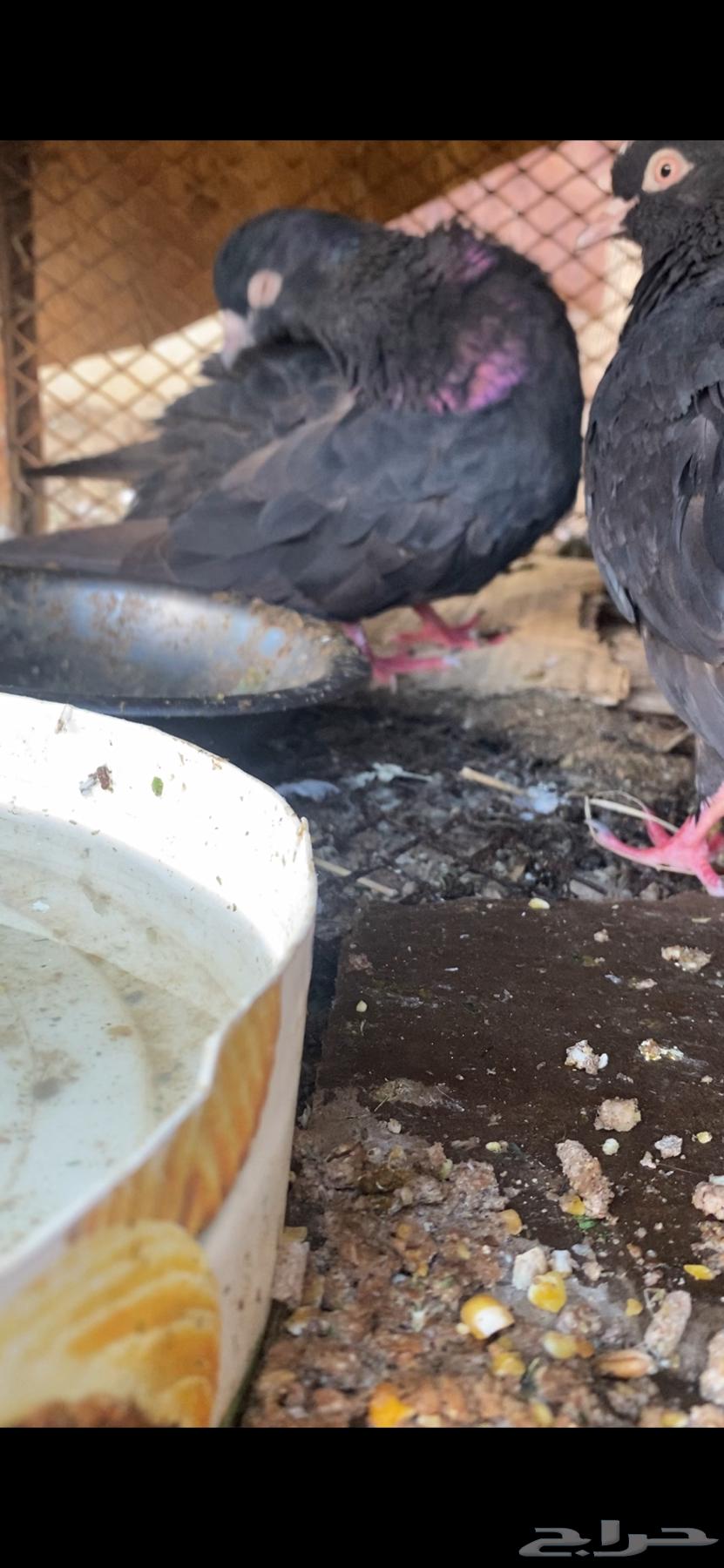 حمام جواز قلابي للبيع عل أسوم64361282881027110