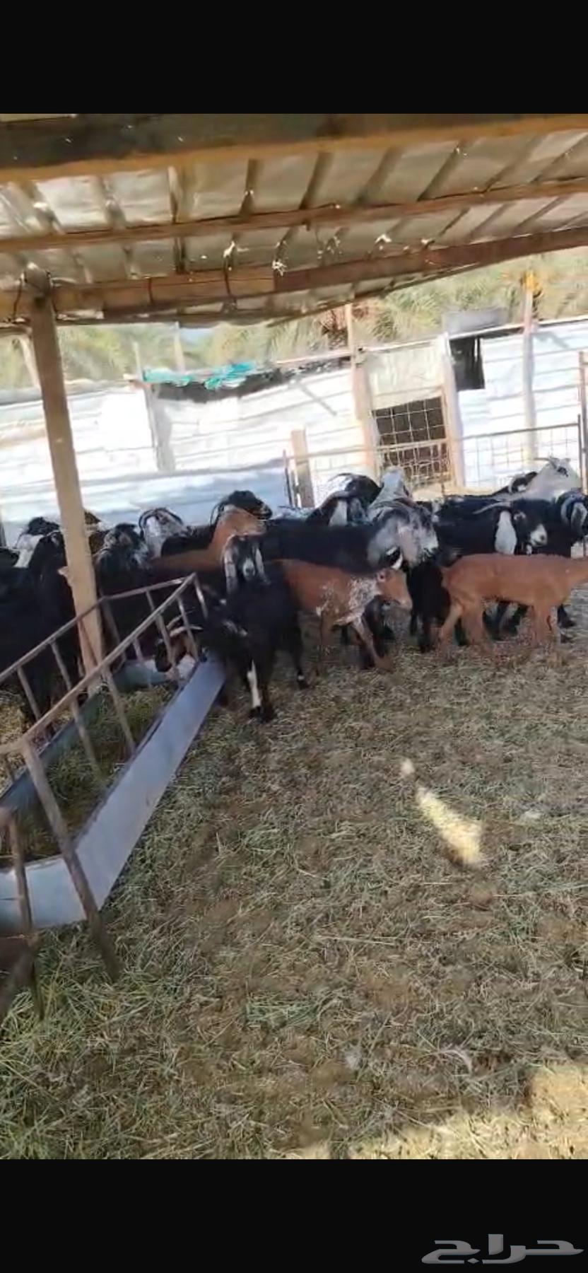 Goats64353706555011110