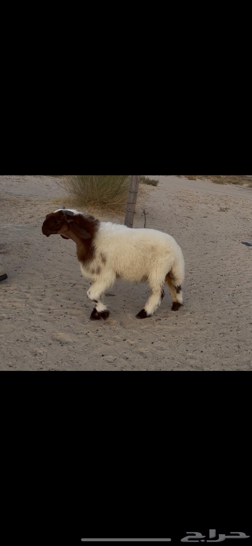 Naeem Saif's Stud Project64349923793027110