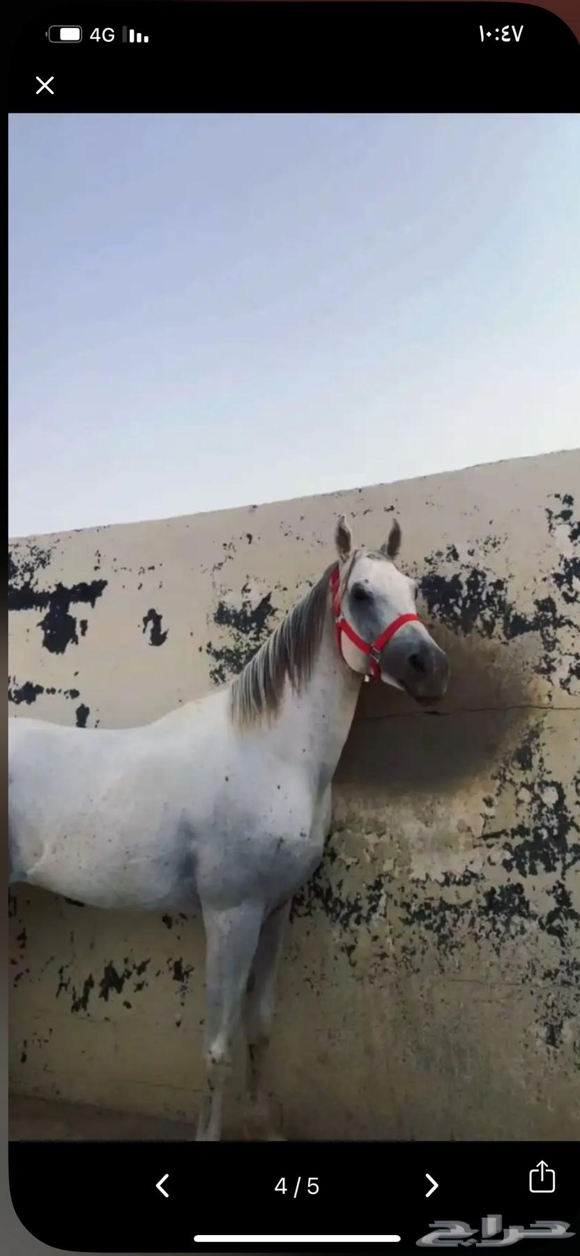 خيل فرس حصان64360666908417112