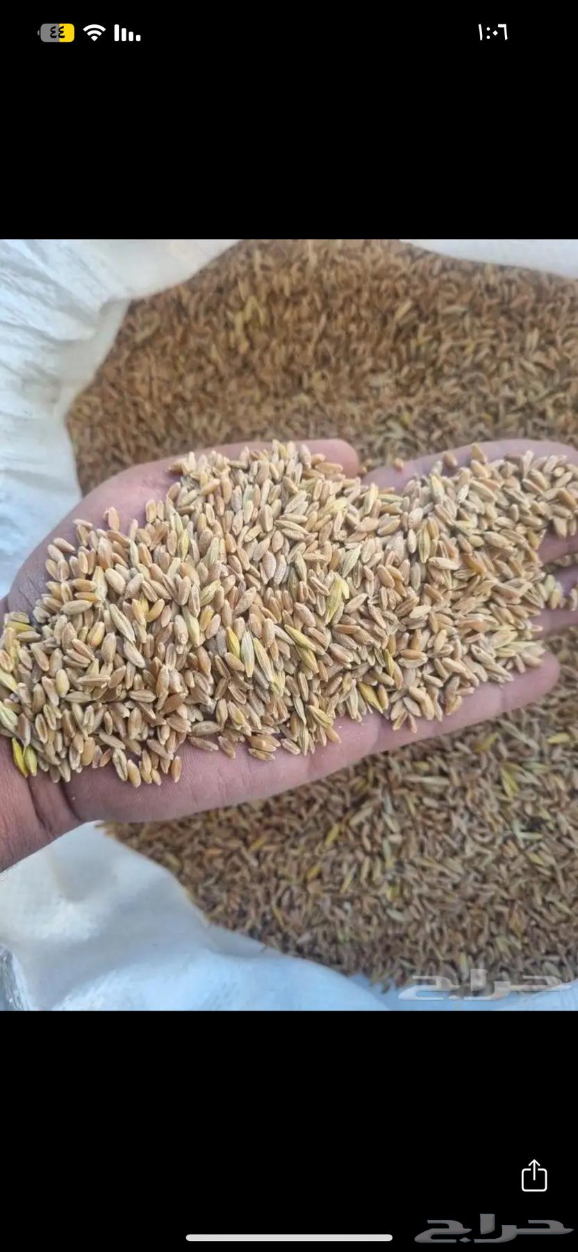 Wheat64351366588803111