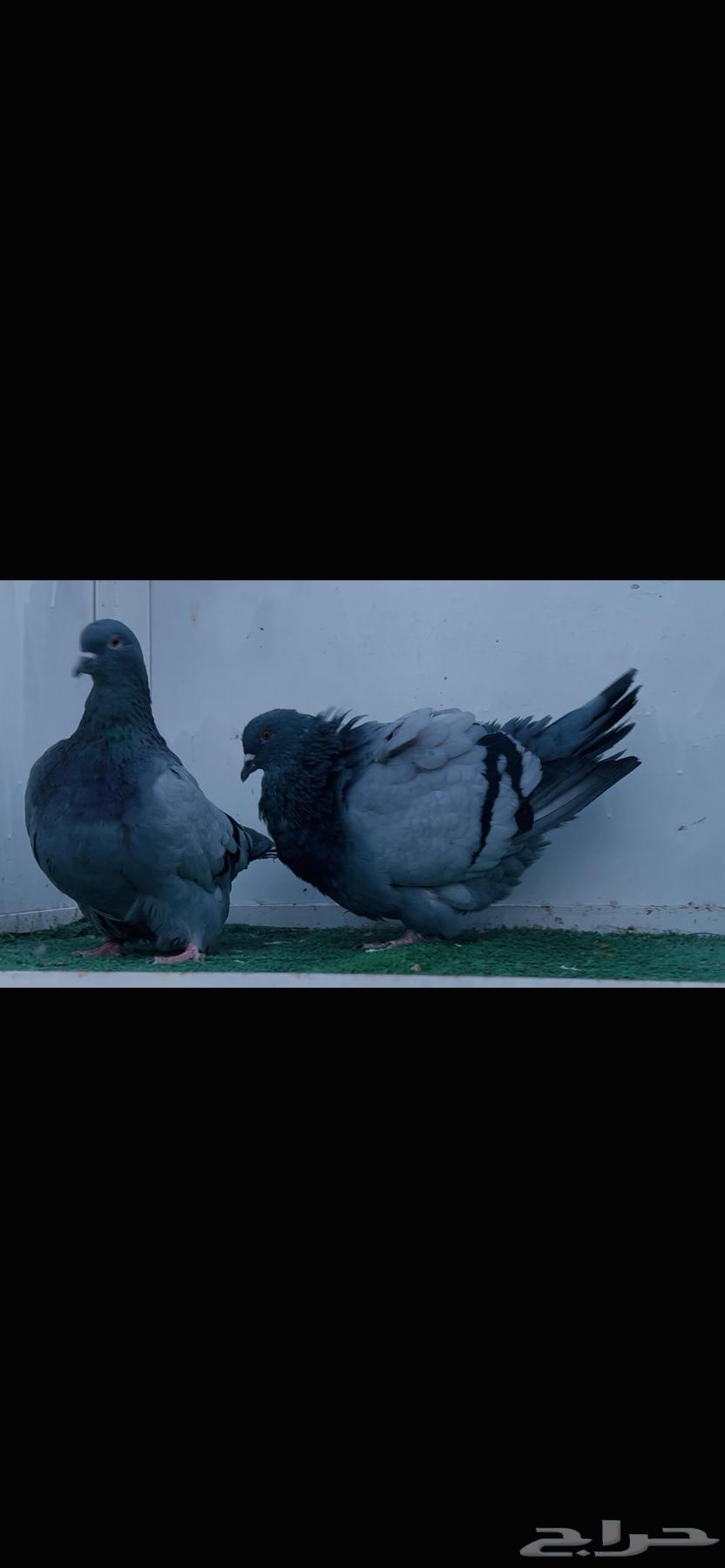 زوج فرش بلوبار top64352868390274113