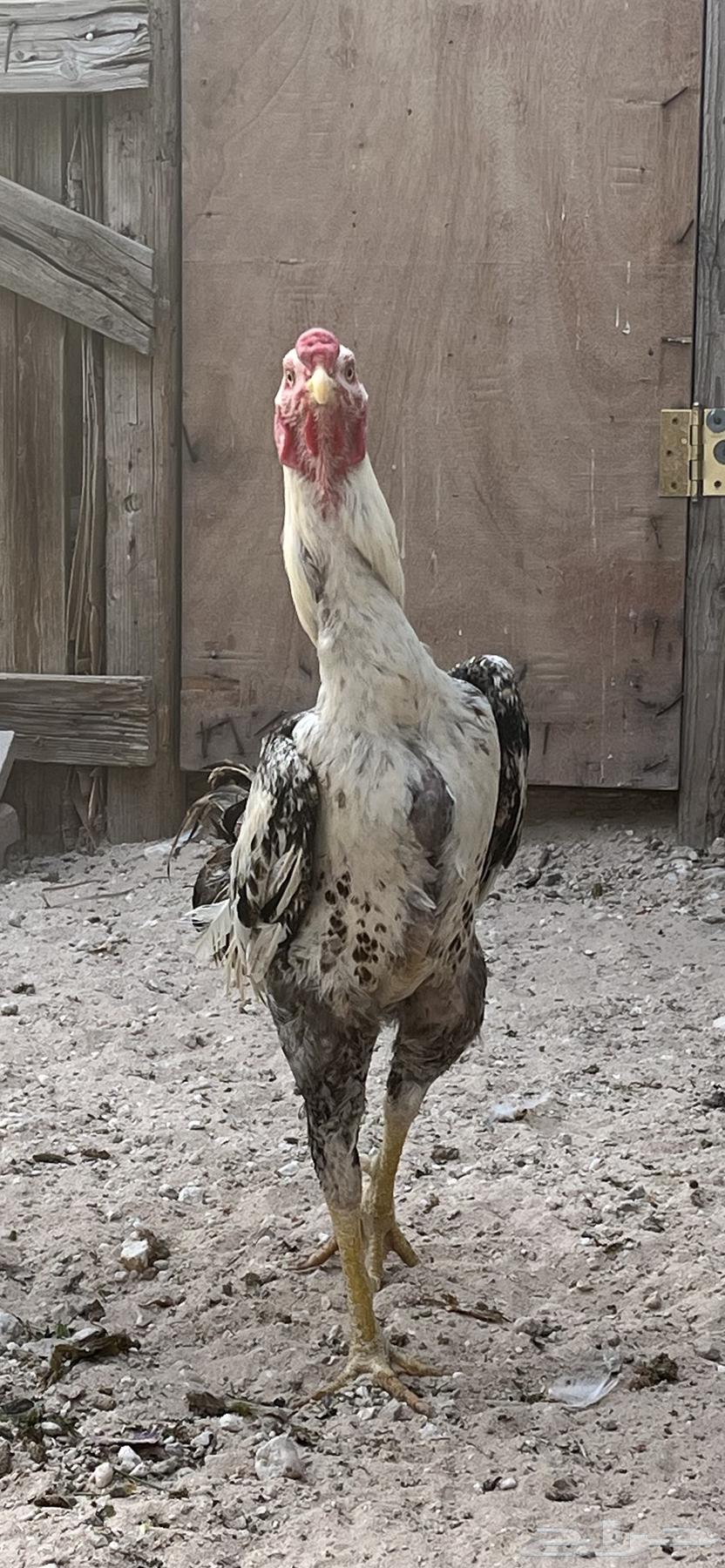 للبيع دجاج هندي64359734981505112