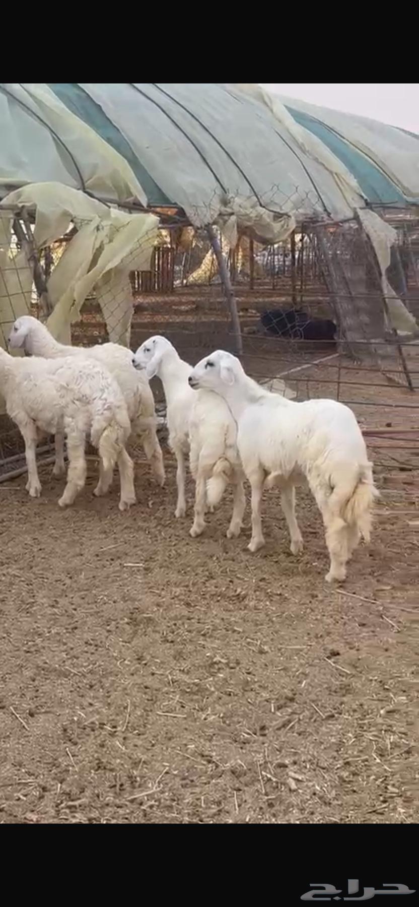 للبيع طليان حريات طيبات64349837566082110