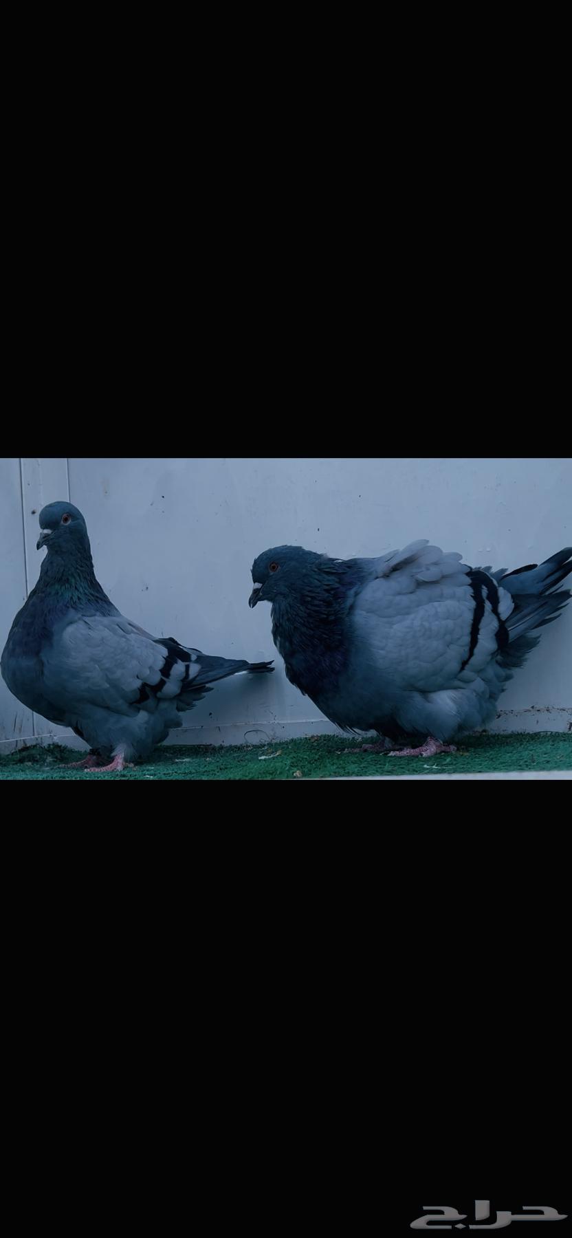 زوج فرش بلوبار top64352868390274112