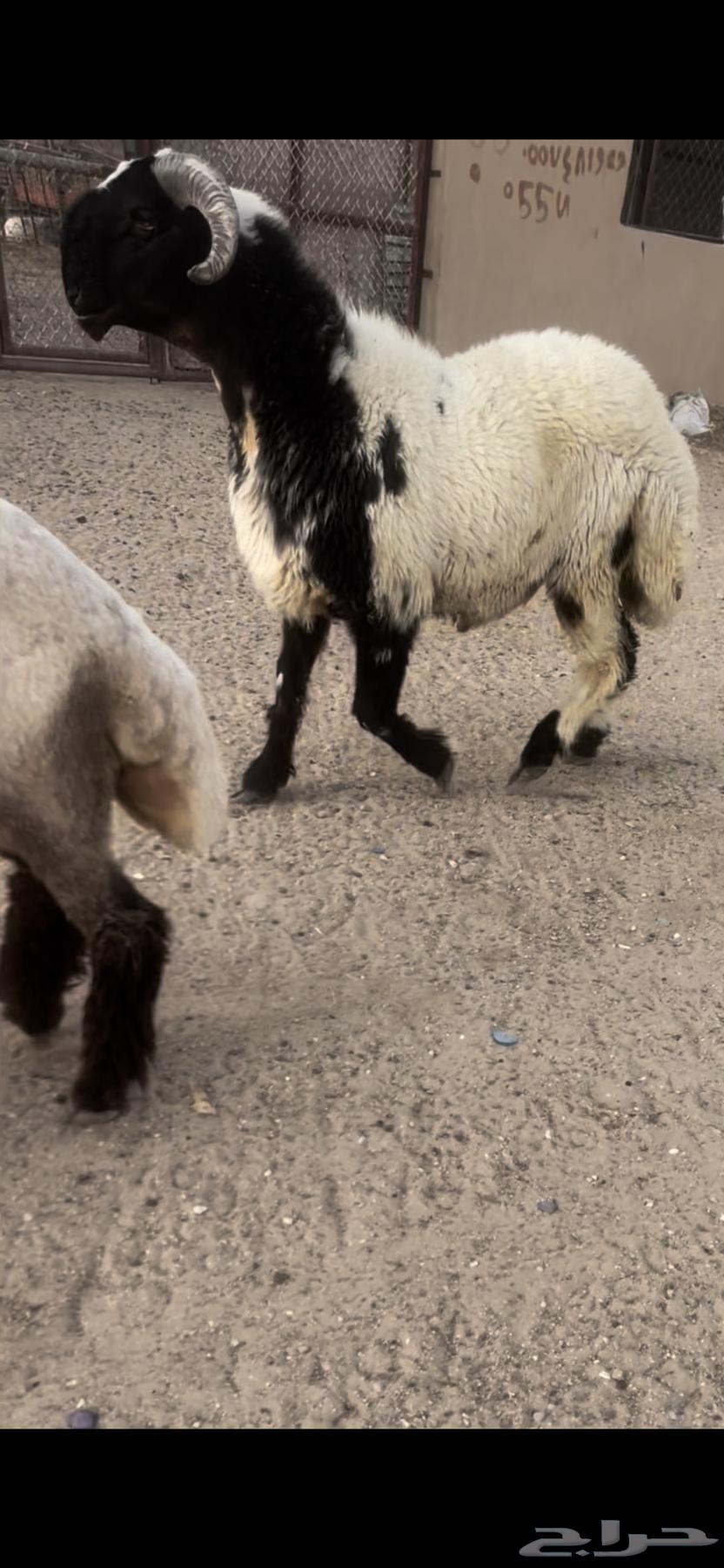 Bending. Anaim. Knocking on the door and saying but there's no production condition for Marah Hamd Fayad64359619141507110