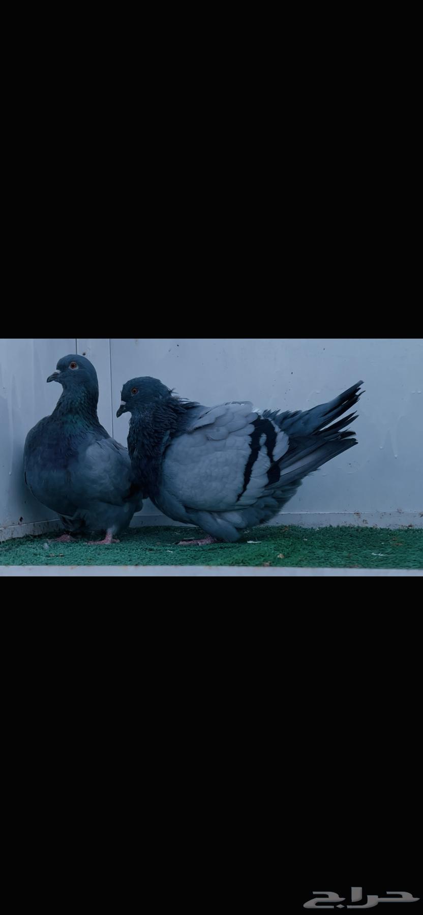 زوج فرش بلوبار top64352868390274114