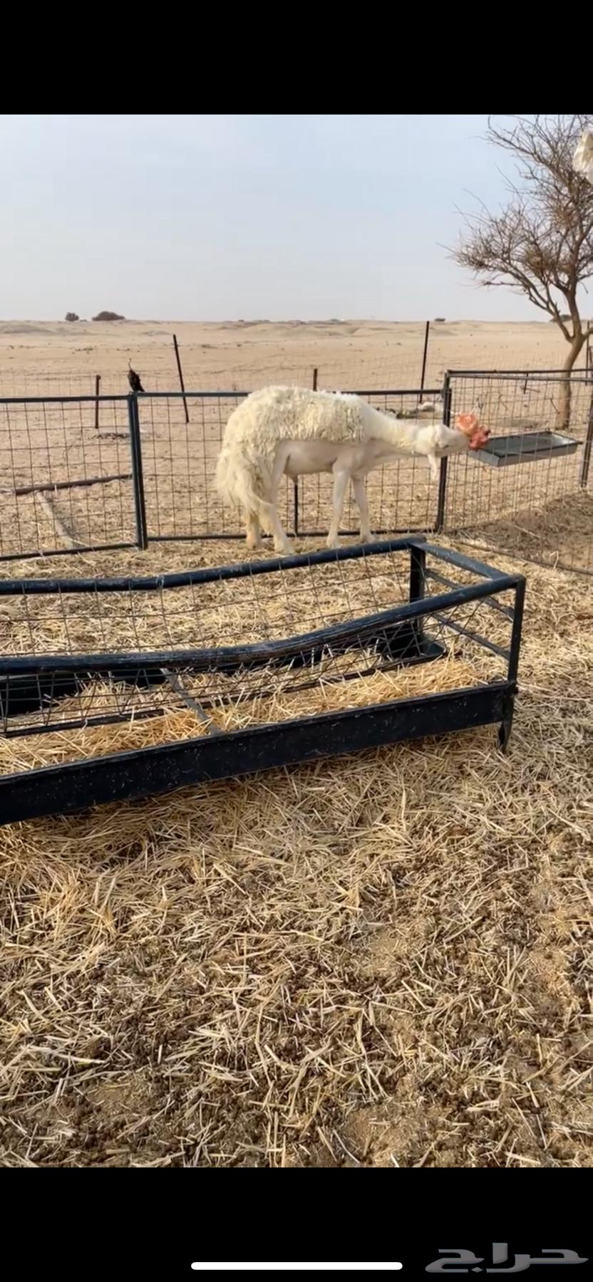 فحل حري صنف64351760646403112