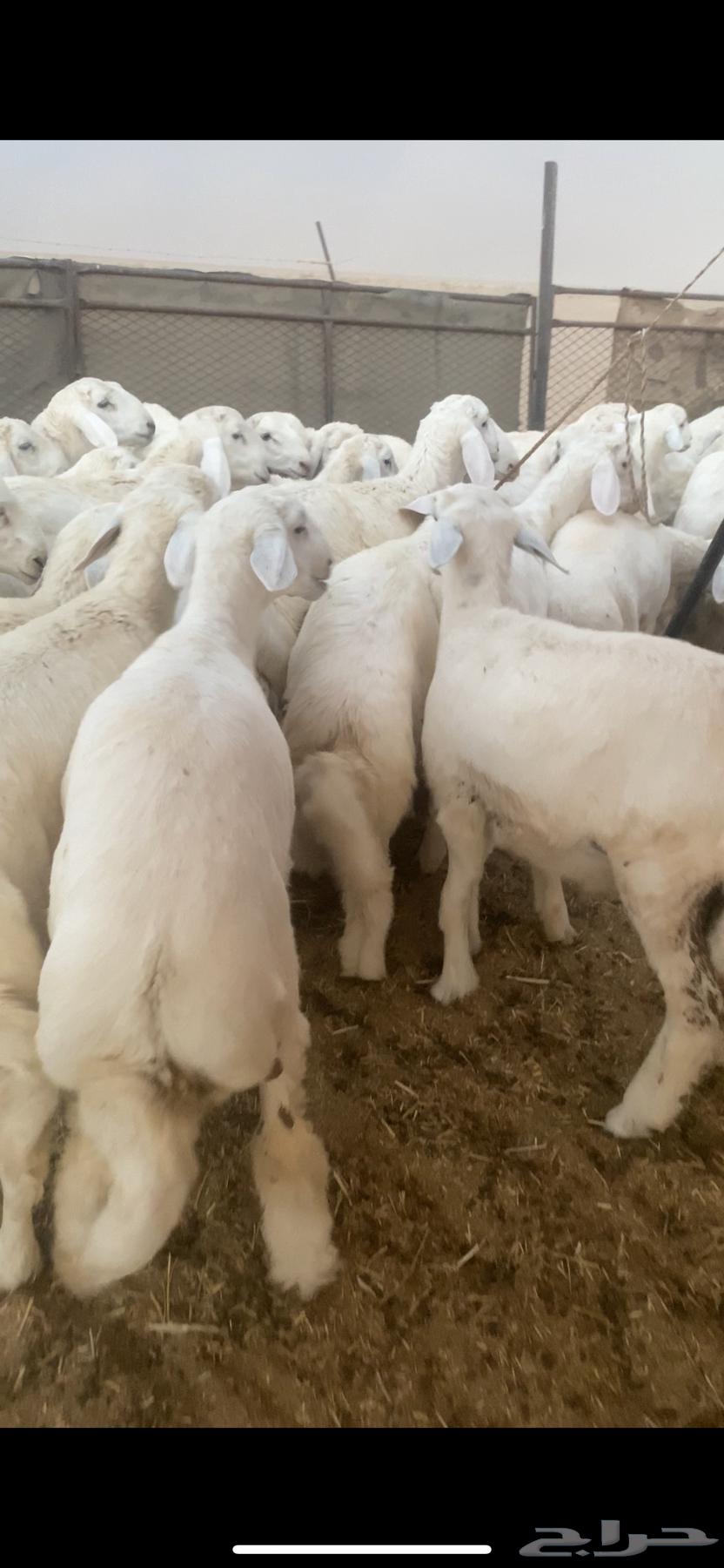 للبيع بهم حري العدد70 ورخال10 الموقع شمال عفيف العمر 5شهور64359937283331110