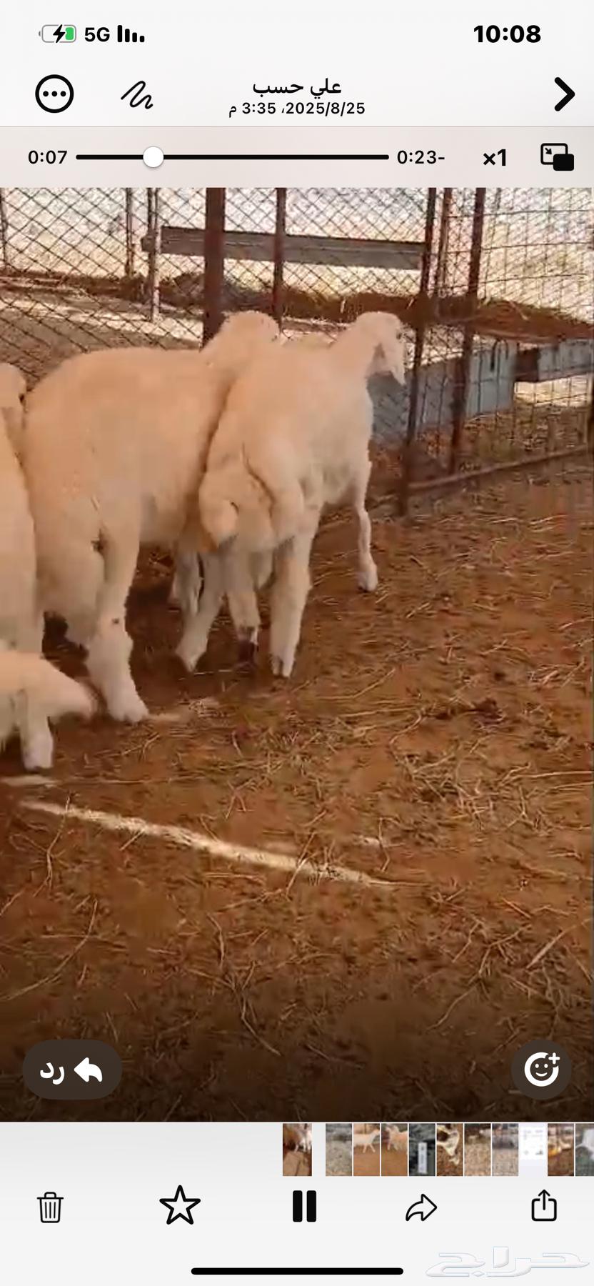 6طليان حريه ذبايح مناسبات64361297603970110