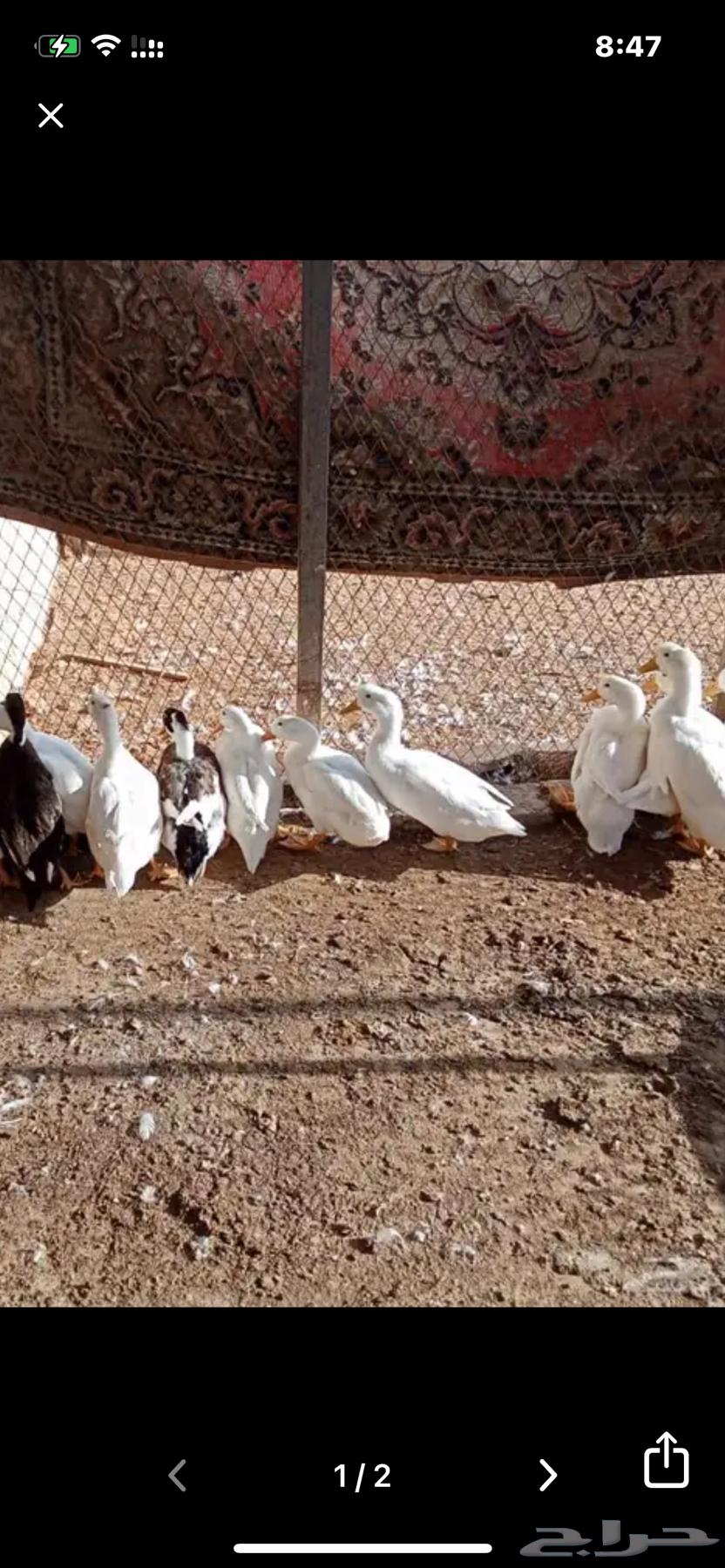 بط للبيع العدد 764360305190401110