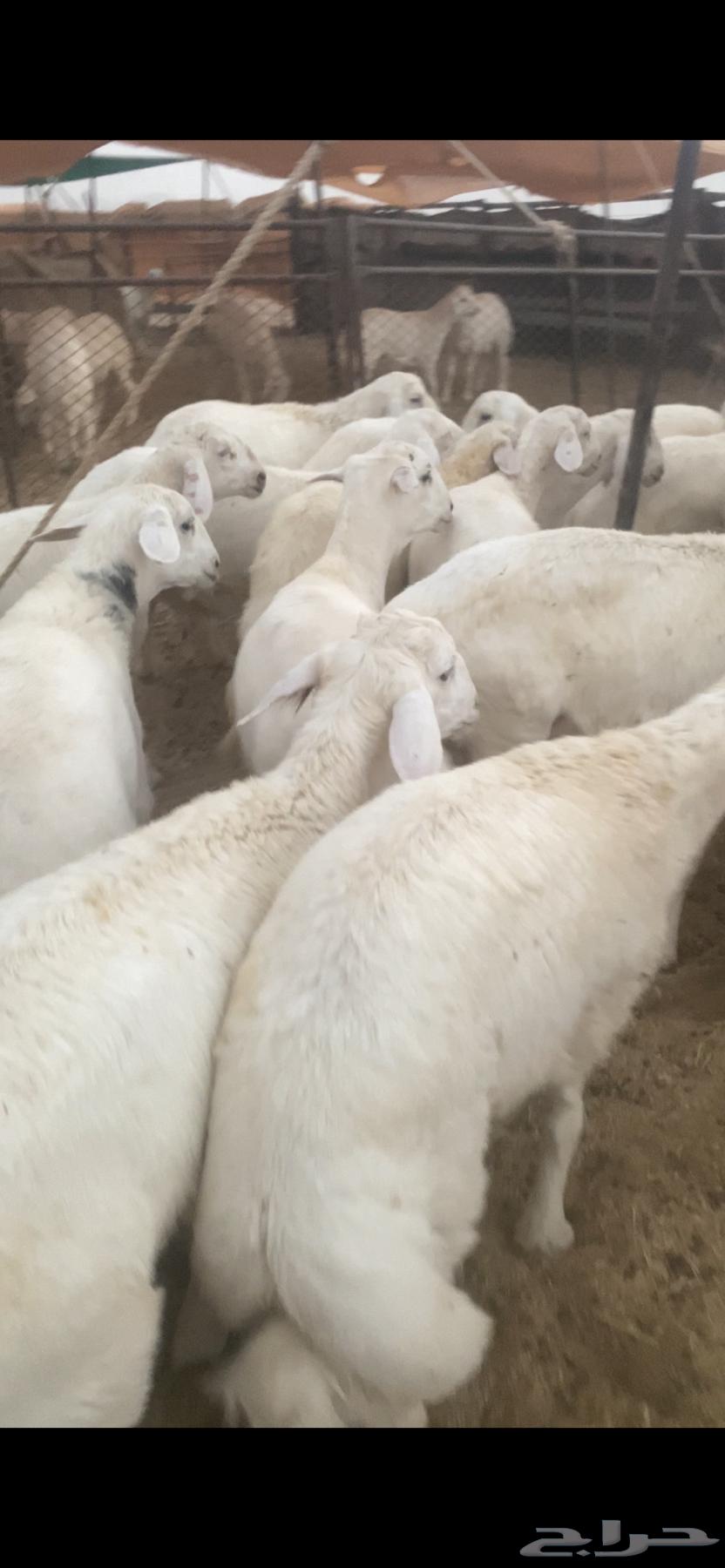 للبيع بهم حري العدد70 ورخال10 الموقع شمال عفيف العمر 5شهور64359937283331114