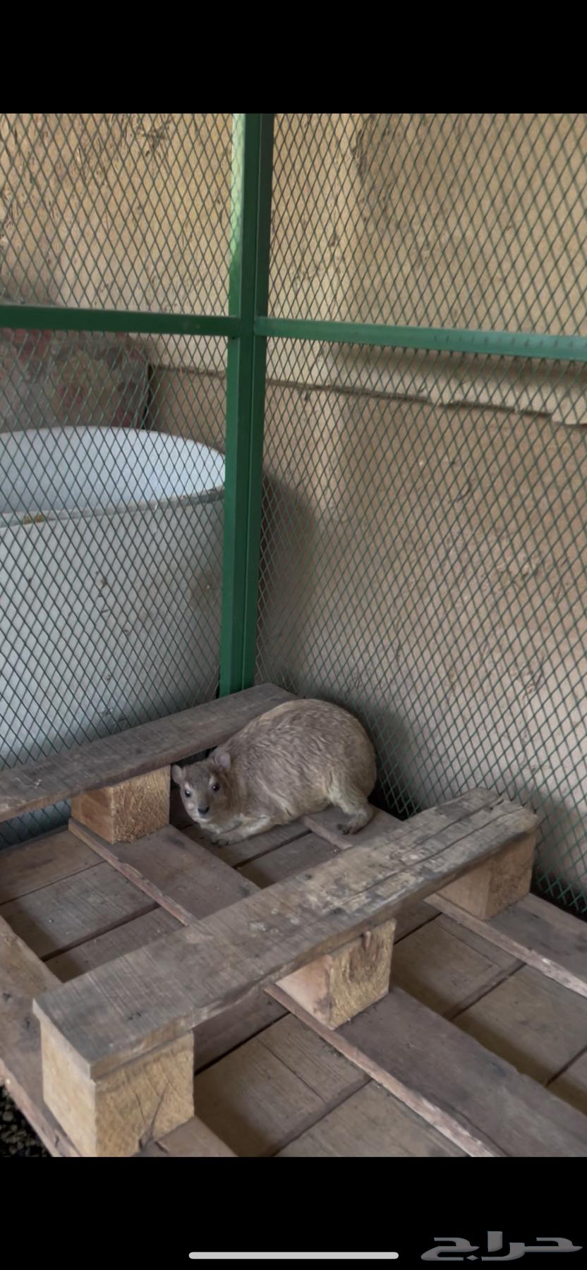 وبران بريه نجديه64362226410627110