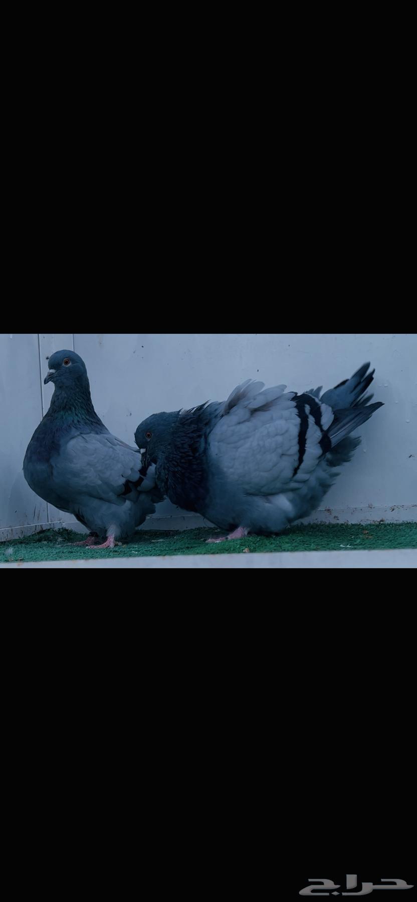 زوج فرش بلوبار top64352868390274110