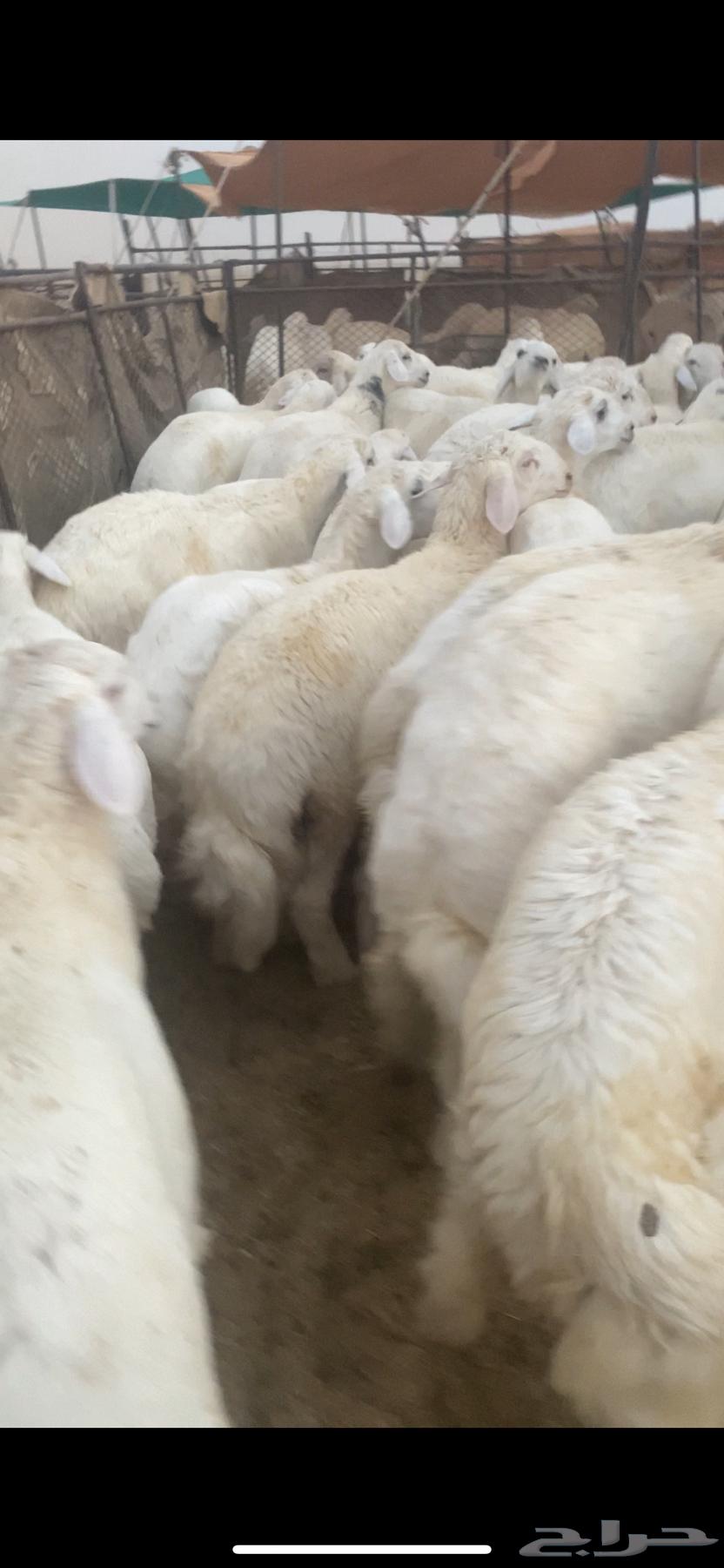 للبيع بهم حري العدد70 ورخال10 الموقع شمال عفيف العمر 5شهور64359937283331113