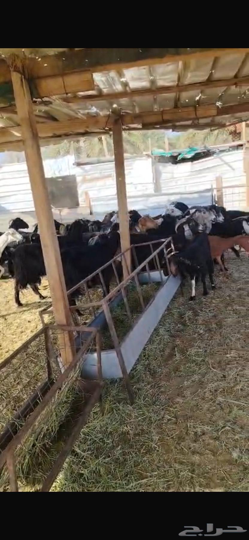 Goats64353706555011112