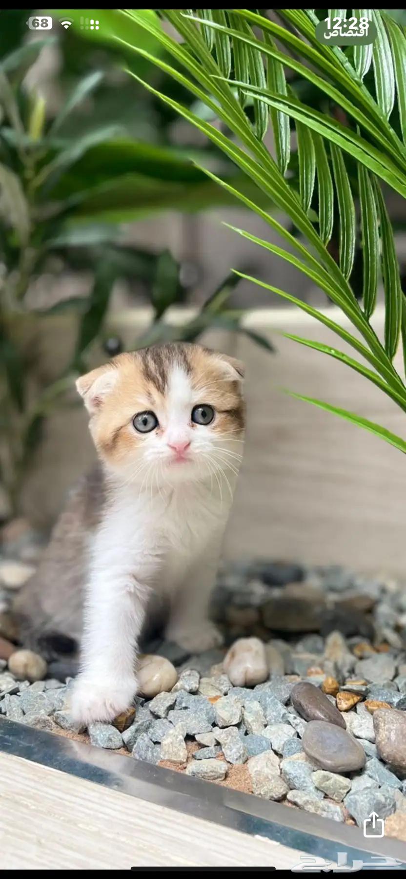 قط سكوتش فولد بيور64358526601858110