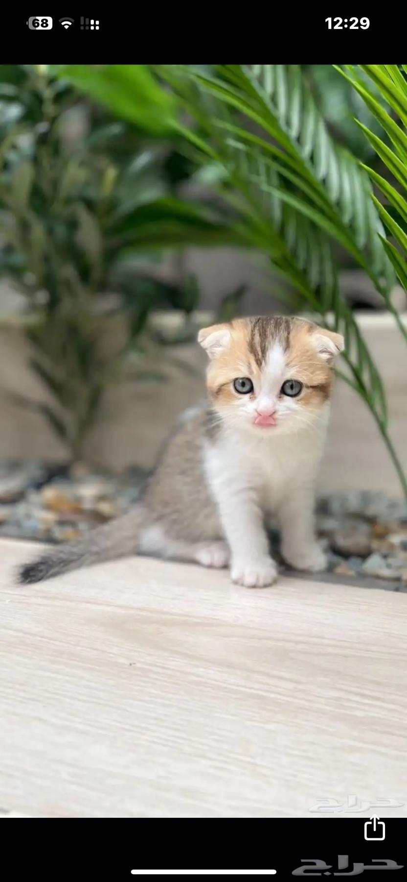 قط سكوتش فولد بيور64358526601858111