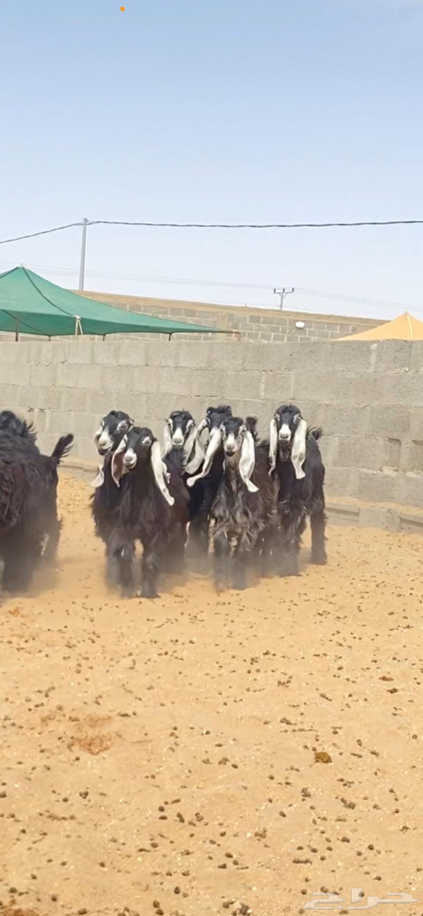 جفرات عوارض صنف64355961254786110