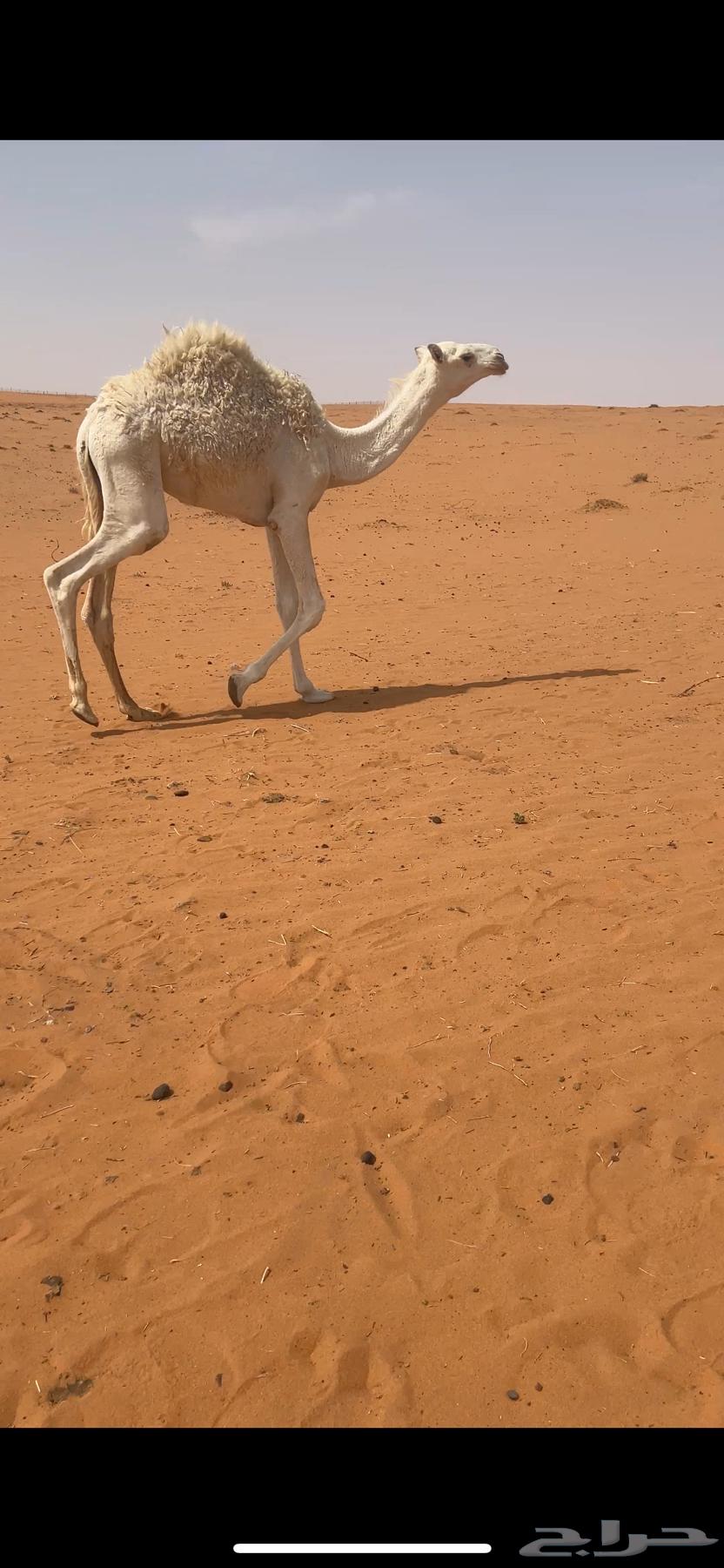 قعود للبيع أربعة لباني وأطيب من التصوير64353392030082112