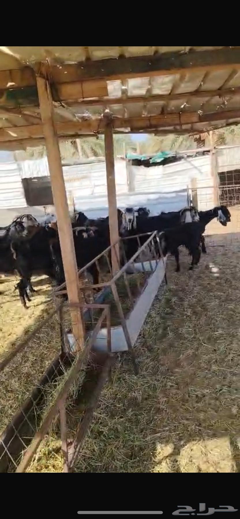 Goats64353706555011114